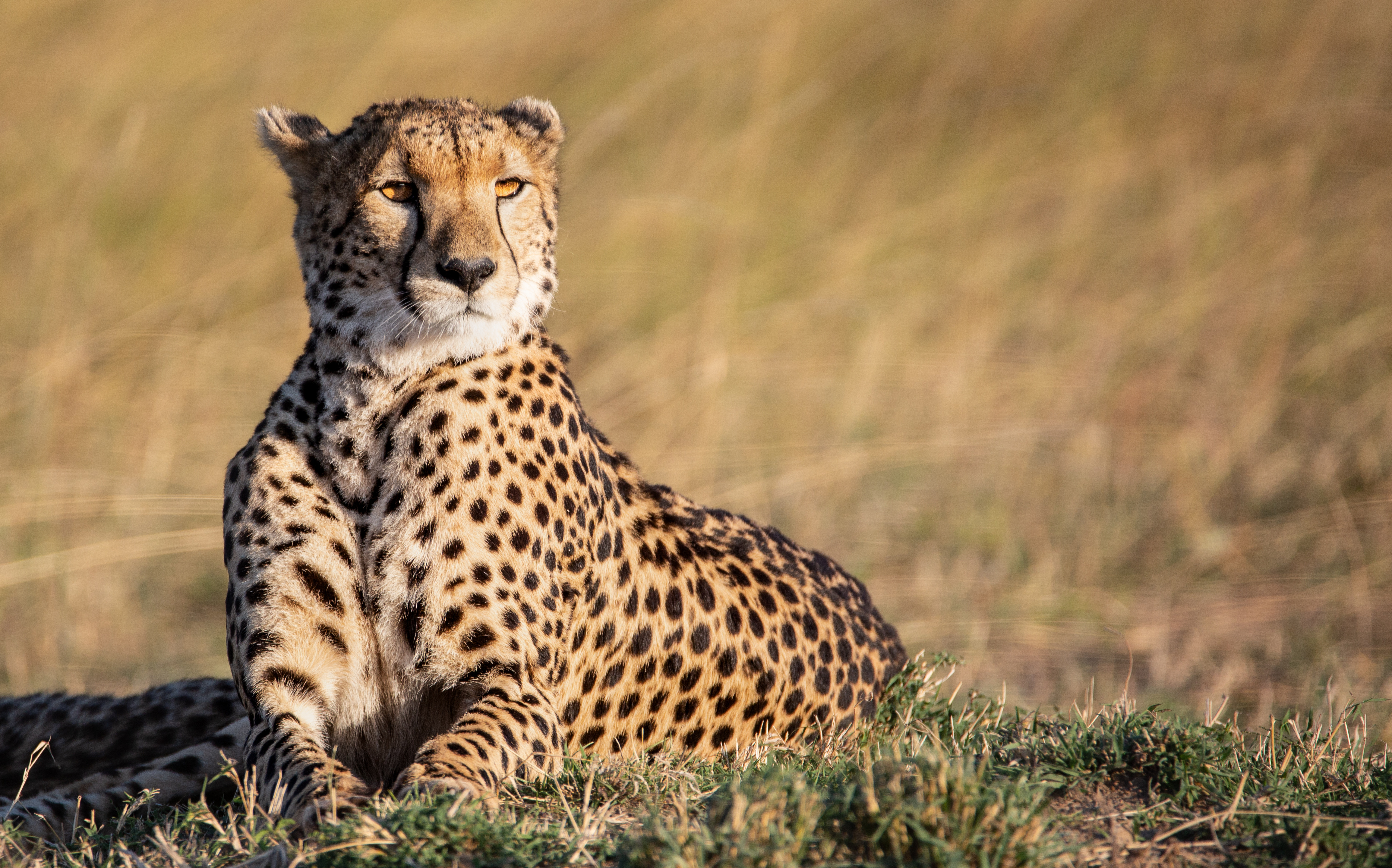 Luxury 7-Day Amboseli & Masai Mara Gorilla Trek - Epanoui Travel