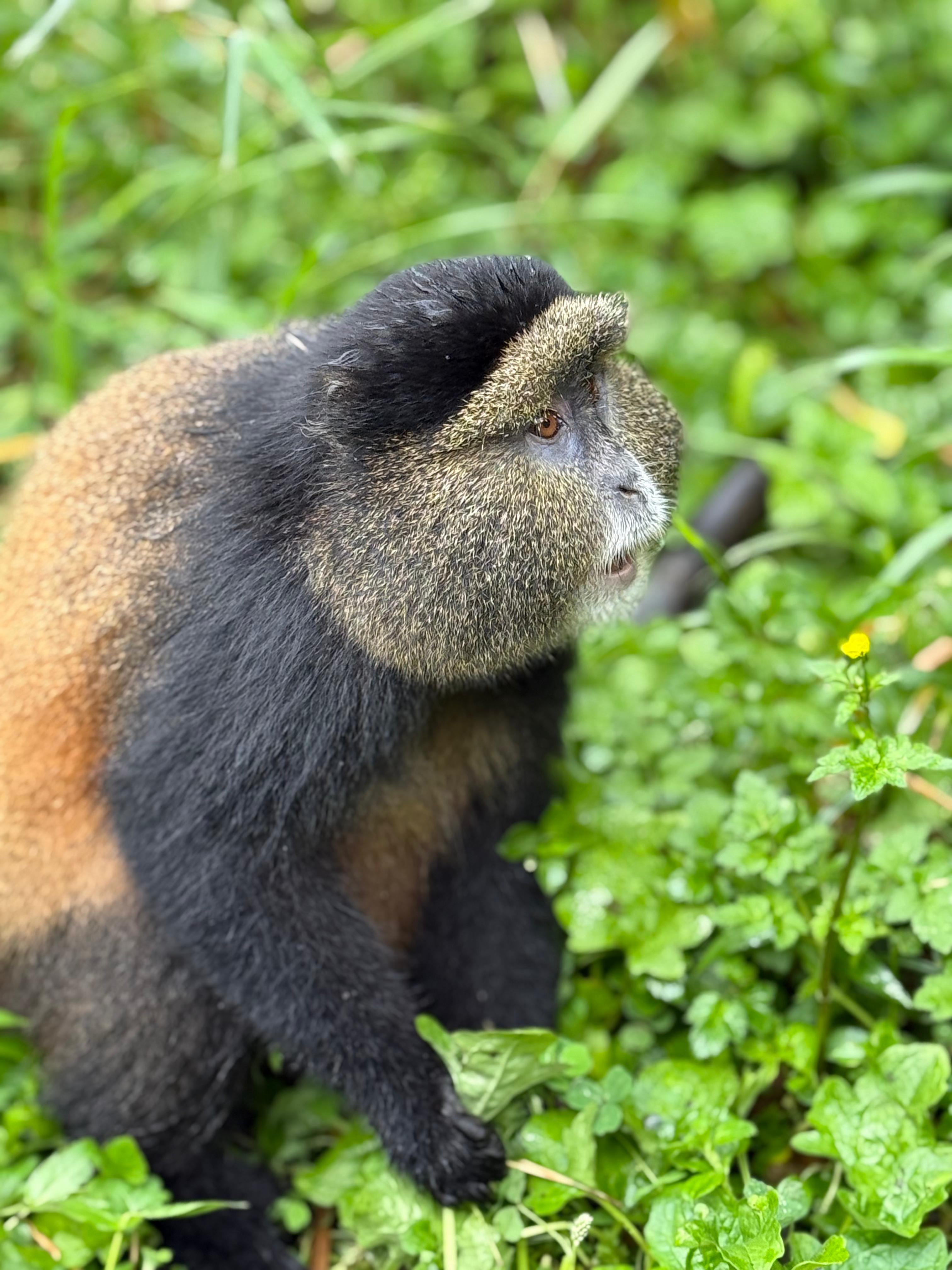 6 Days Primates and Wildlife Luxury Tour via Kigali