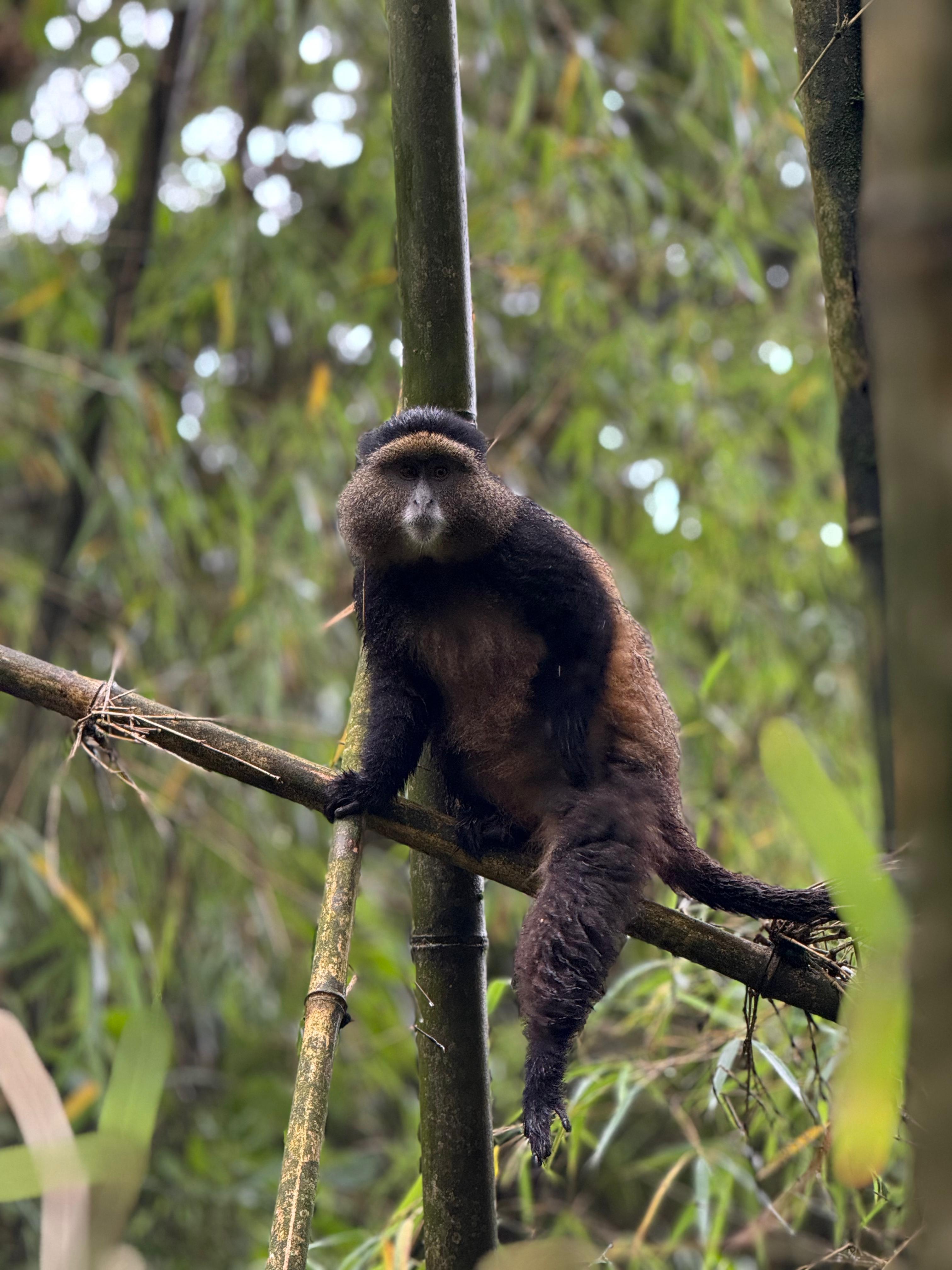6 Days Primates and Wildlife Luxury Tour via Kigali - view 3