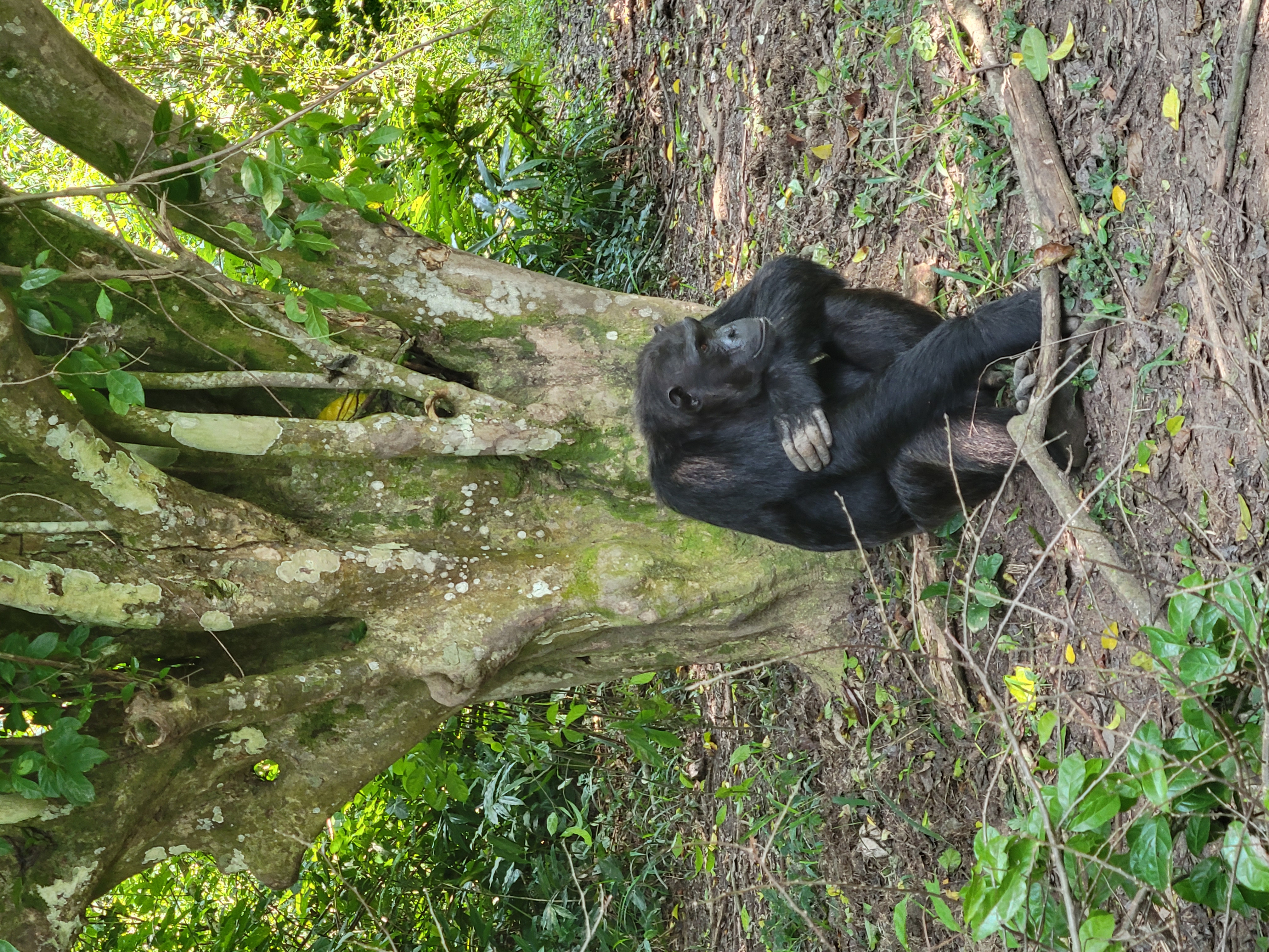 6 Days Primates and Wildlife Luxury Tour via Kigali - view 5