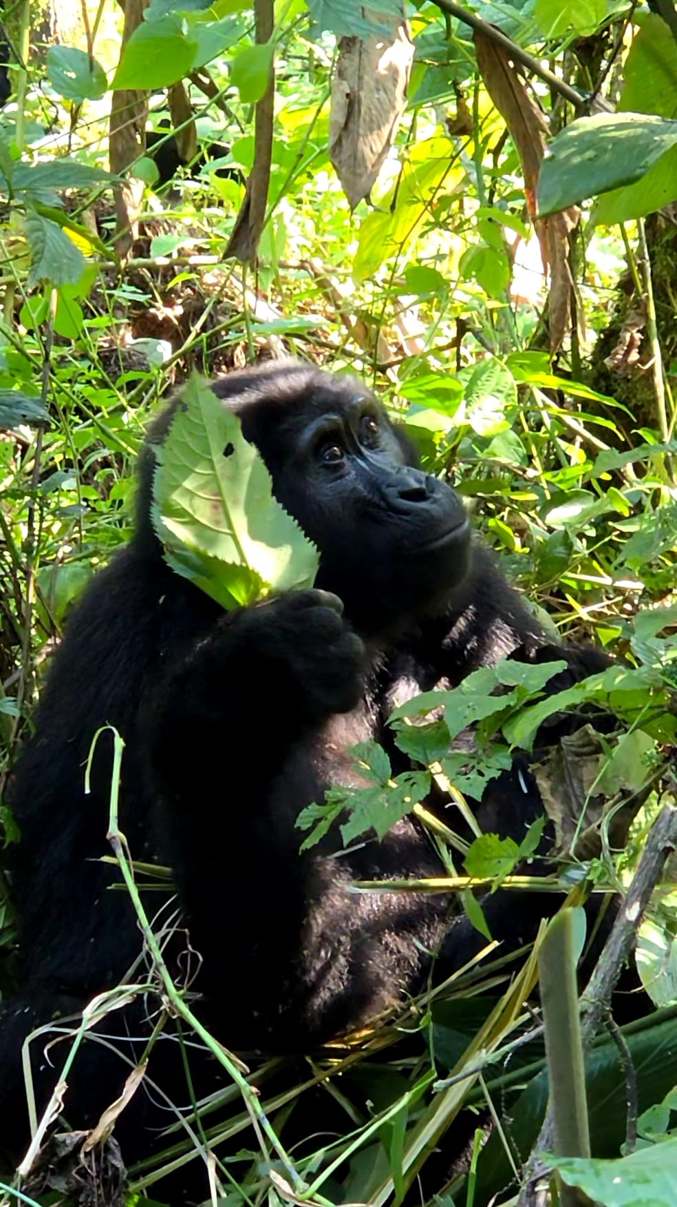 6 Days Primates and Wildlife Luxury Tour via Kigali - view 2