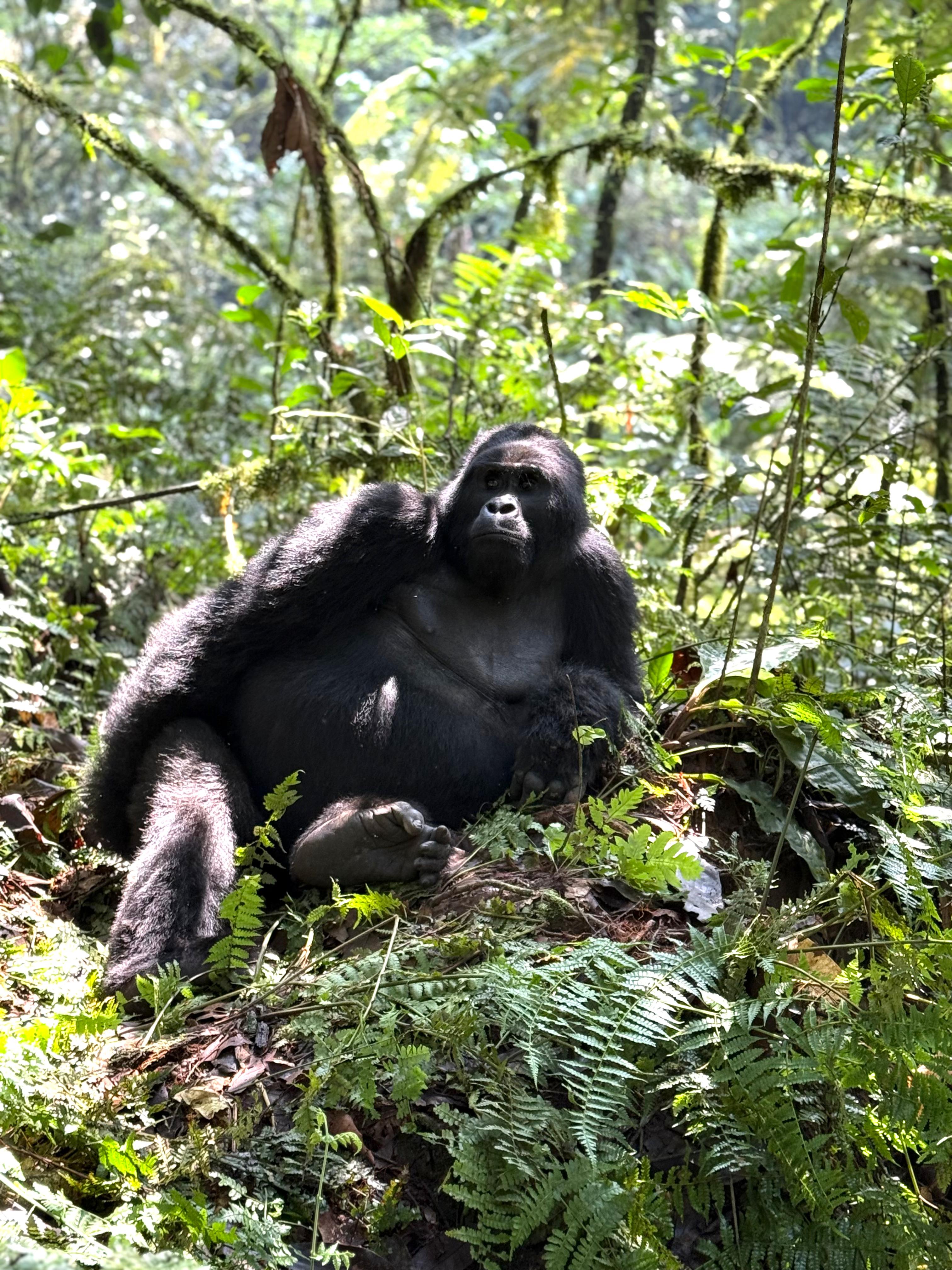 6-Day Uganda Primates & Wildlife Luxury Tour via Kigali - Epanoui Travel