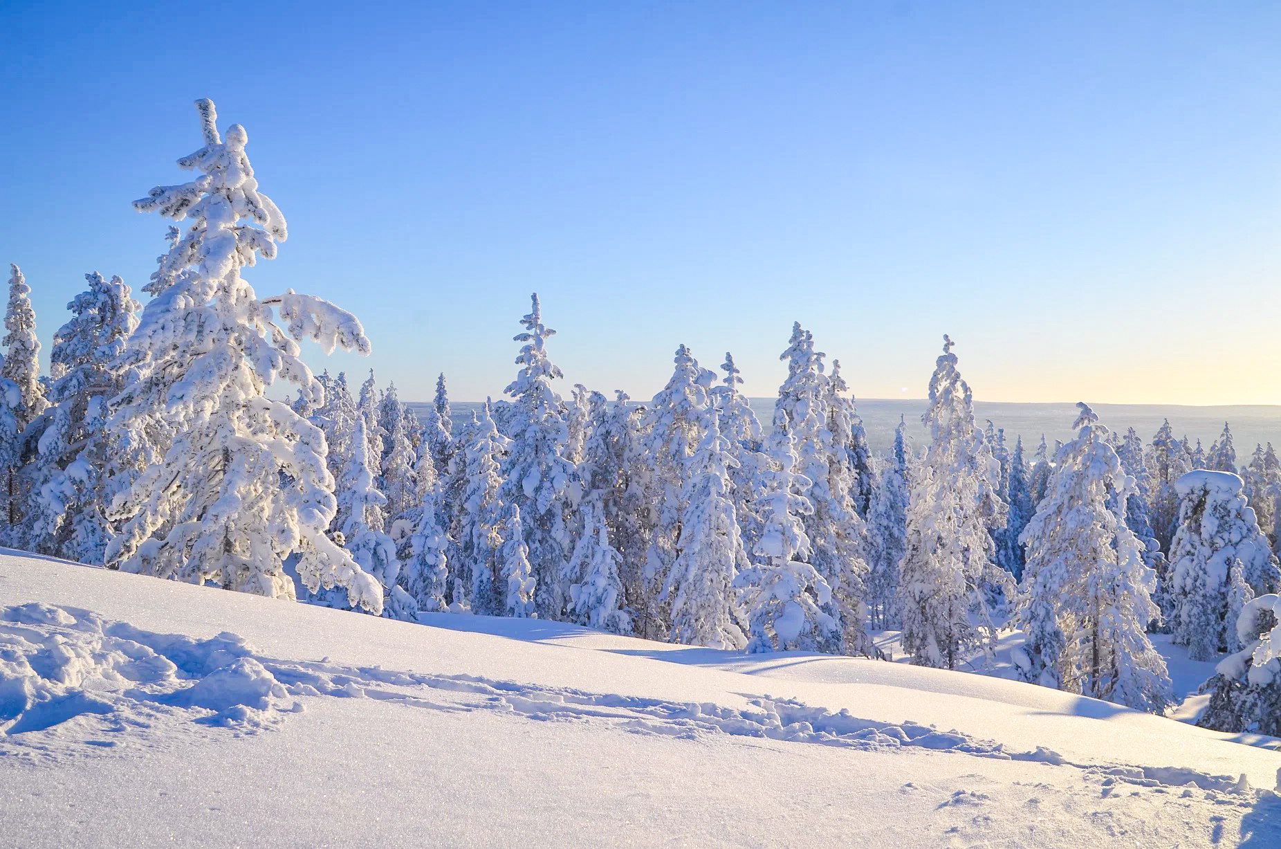 Wilderness Survival Tour - Winter - main view in Rovaniemi