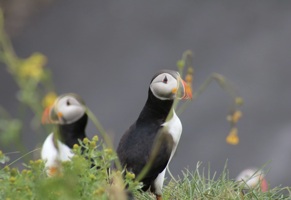 Reykjavík Whales & Puffins - view 5