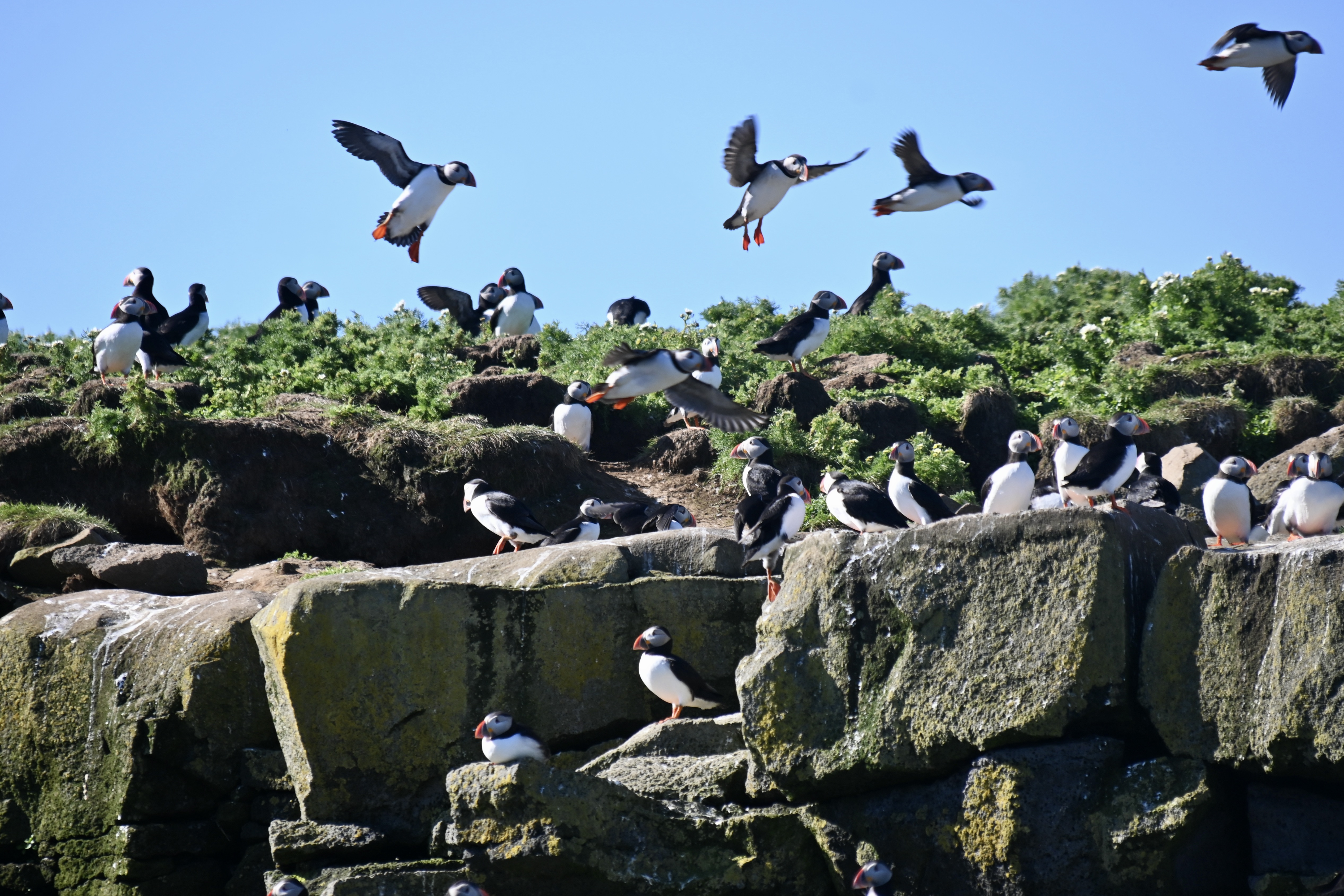 Reykjavík Whales & Puffins - view 4