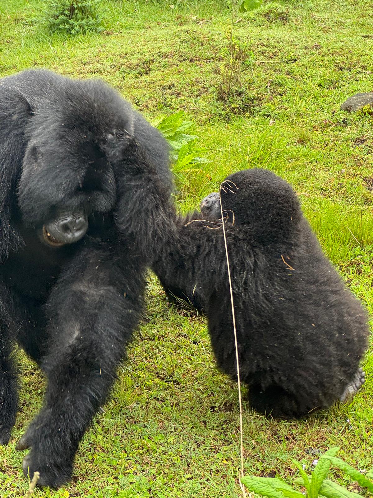 3-Day Rwanda Luxury Gorilla Tour: Volcanoes NP Stay - Epanoui Travel