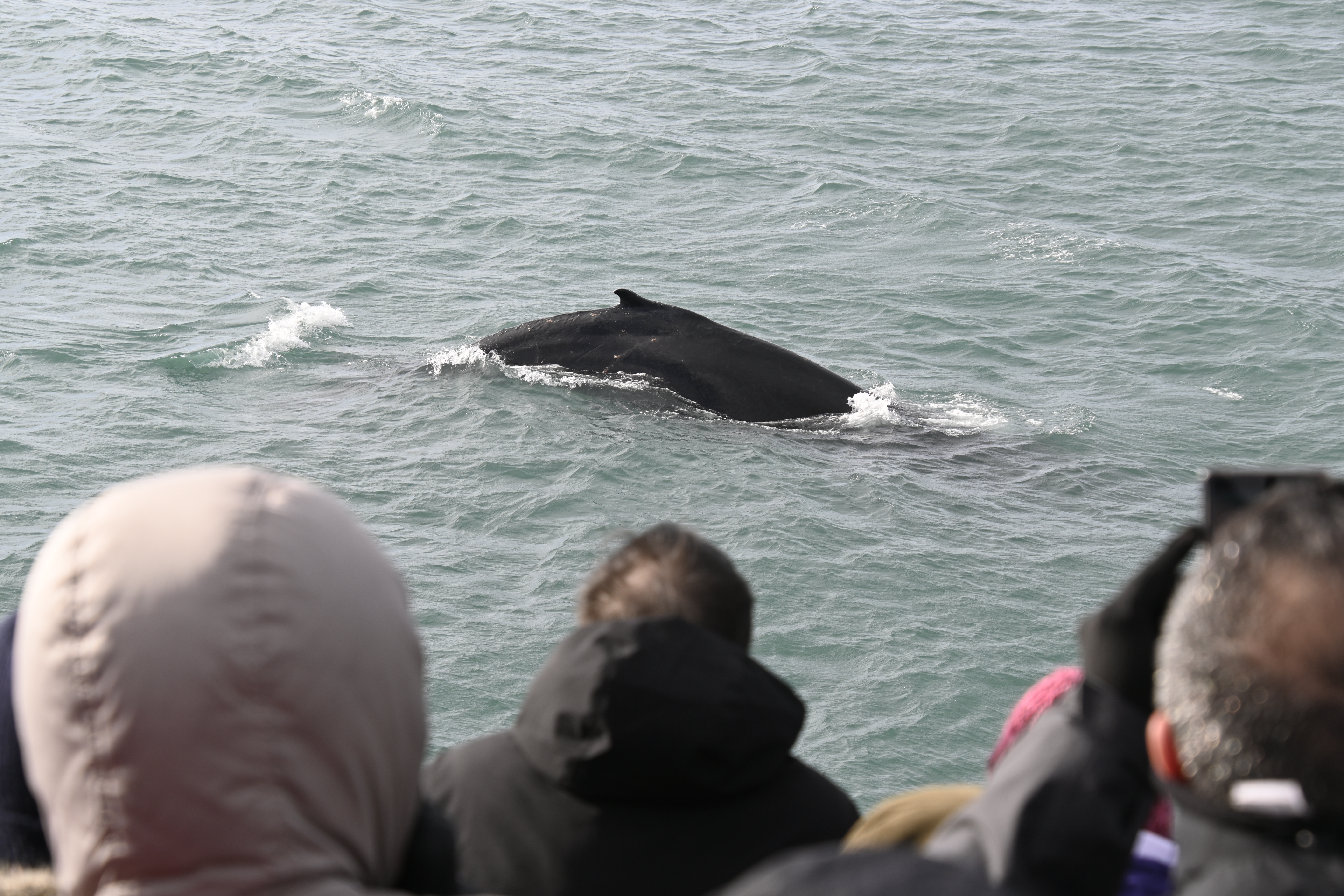 Reykjavík Whales & Viðey Island - view 5