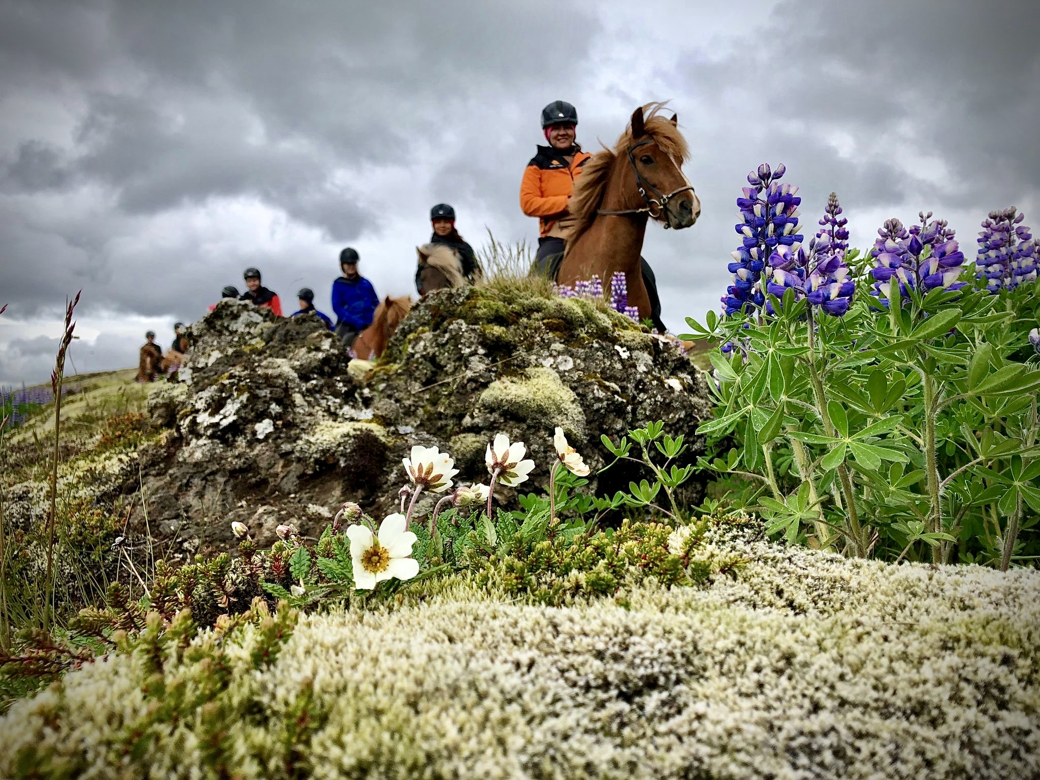 Viking Horses Morning Tour - view 5