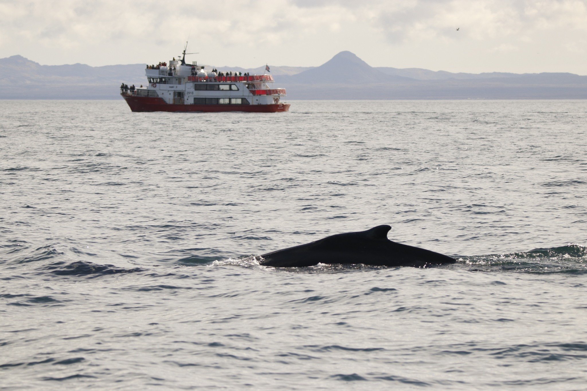 Reykjavík Whales & Buggy - view 2