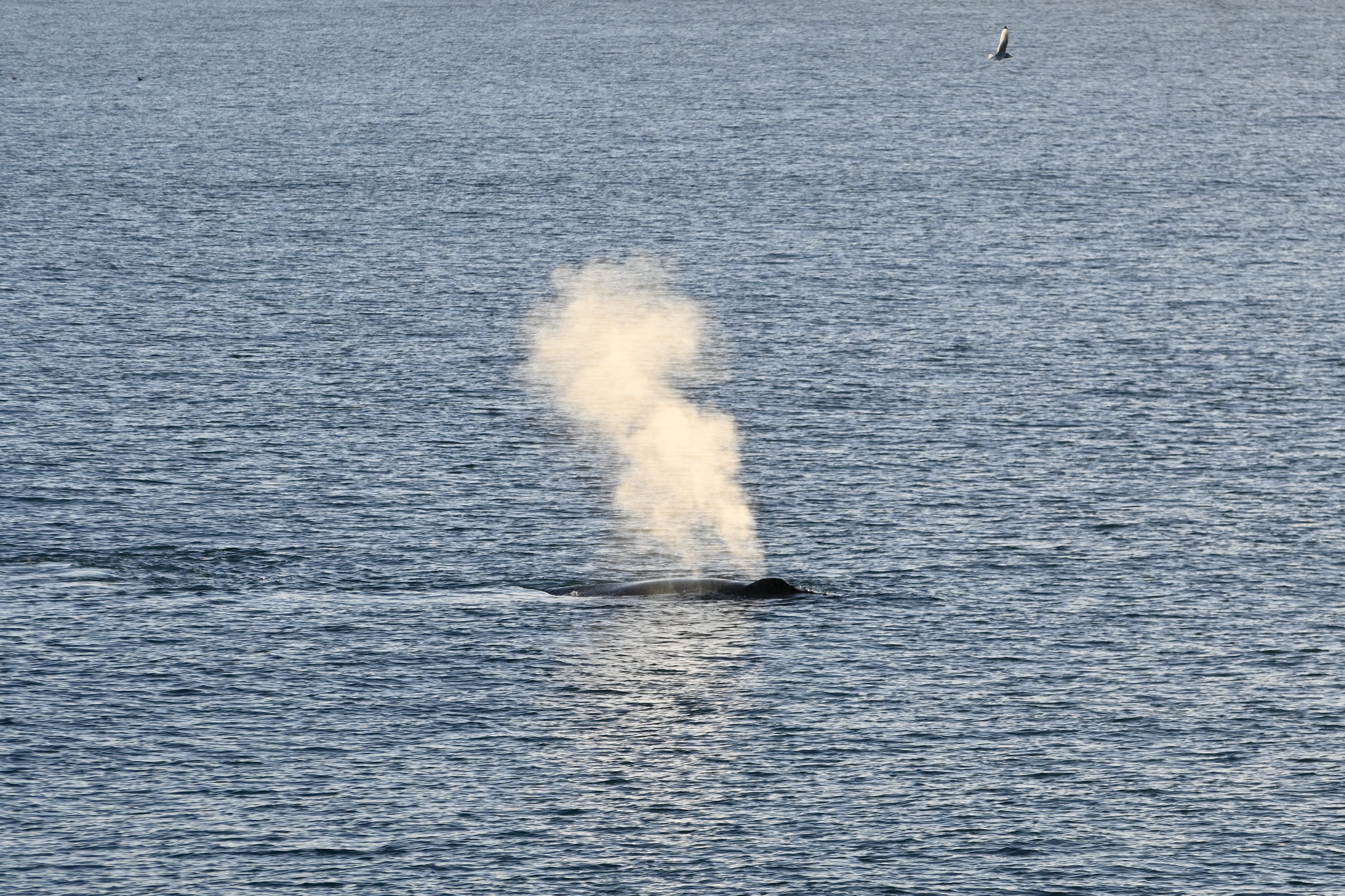 Reykjavík Whales & Buggy - view 5