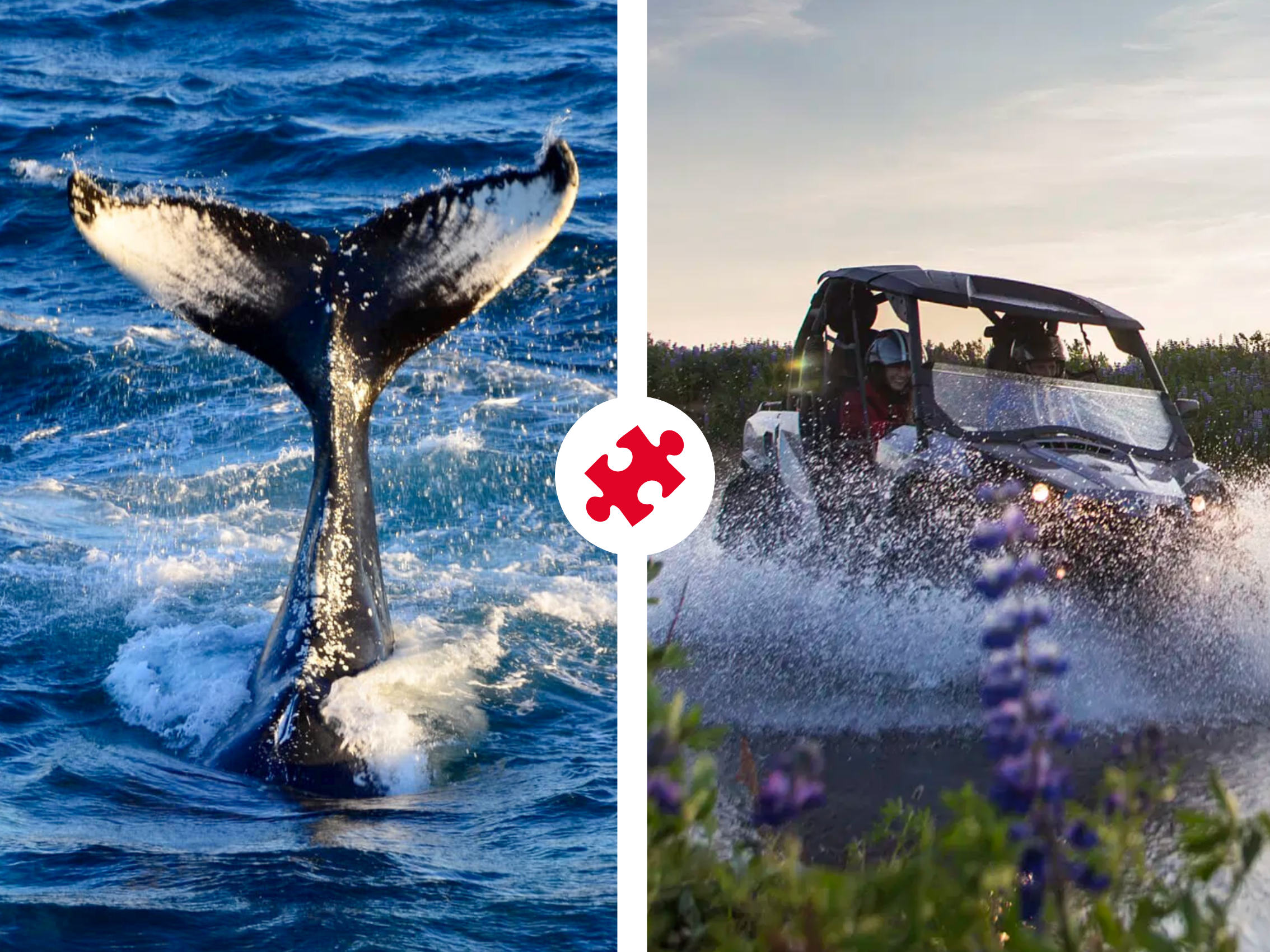 Reykjavík Whales & Buggy - main view in Reykjavík