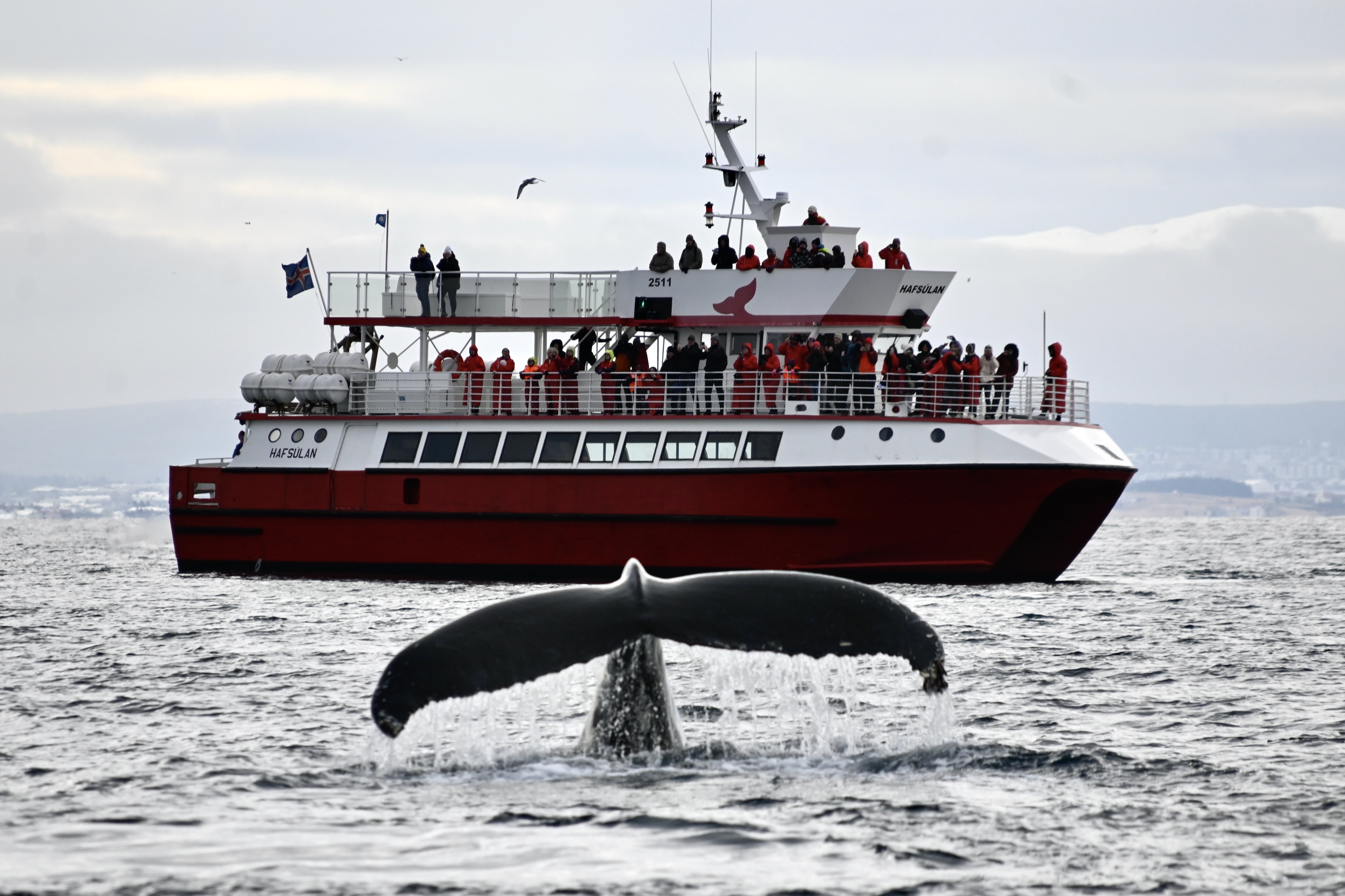 Reykjavík Whales & Diving - view 2
