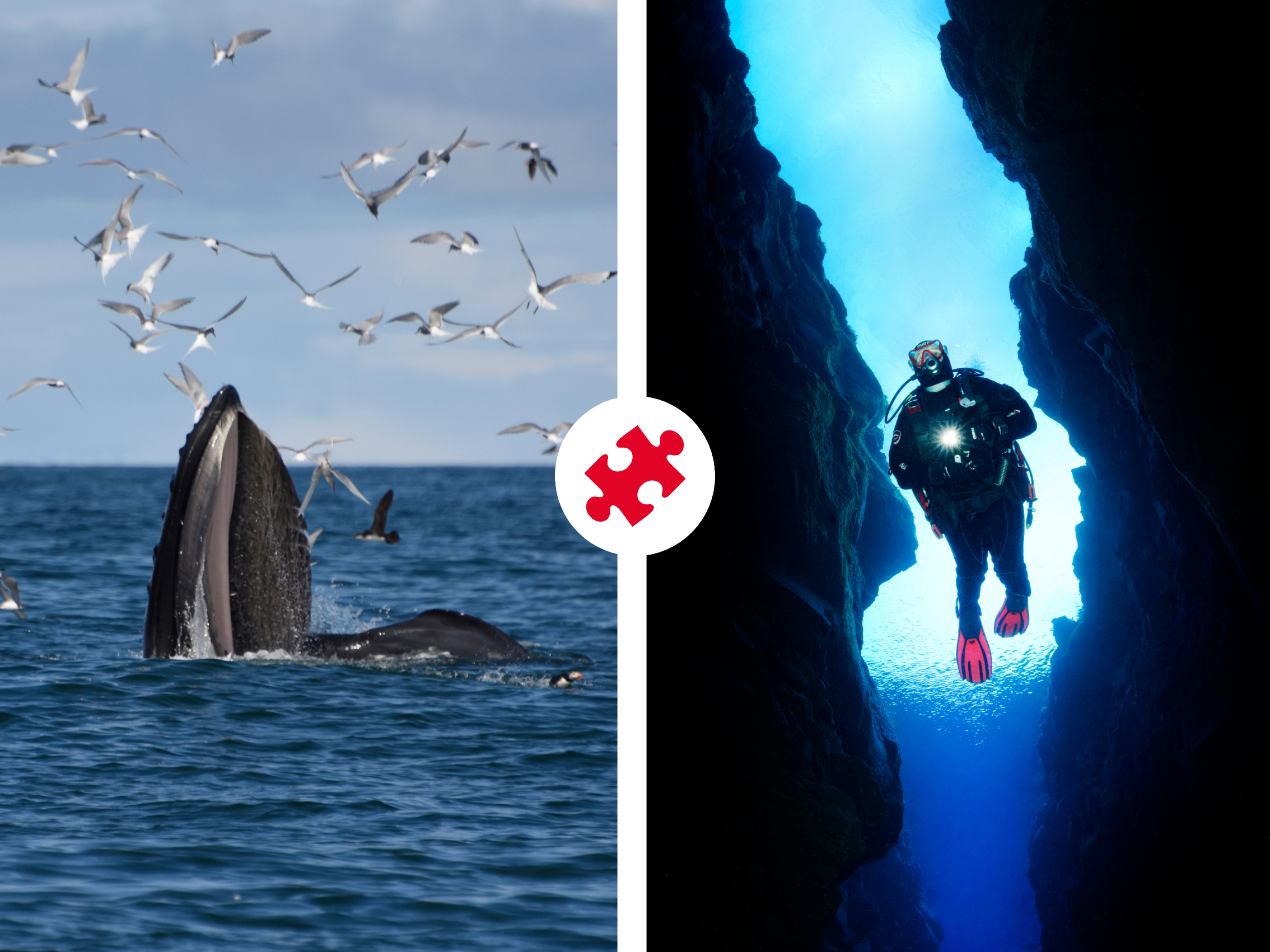 Reykjavík Whales & Diving - main view in Selfoss