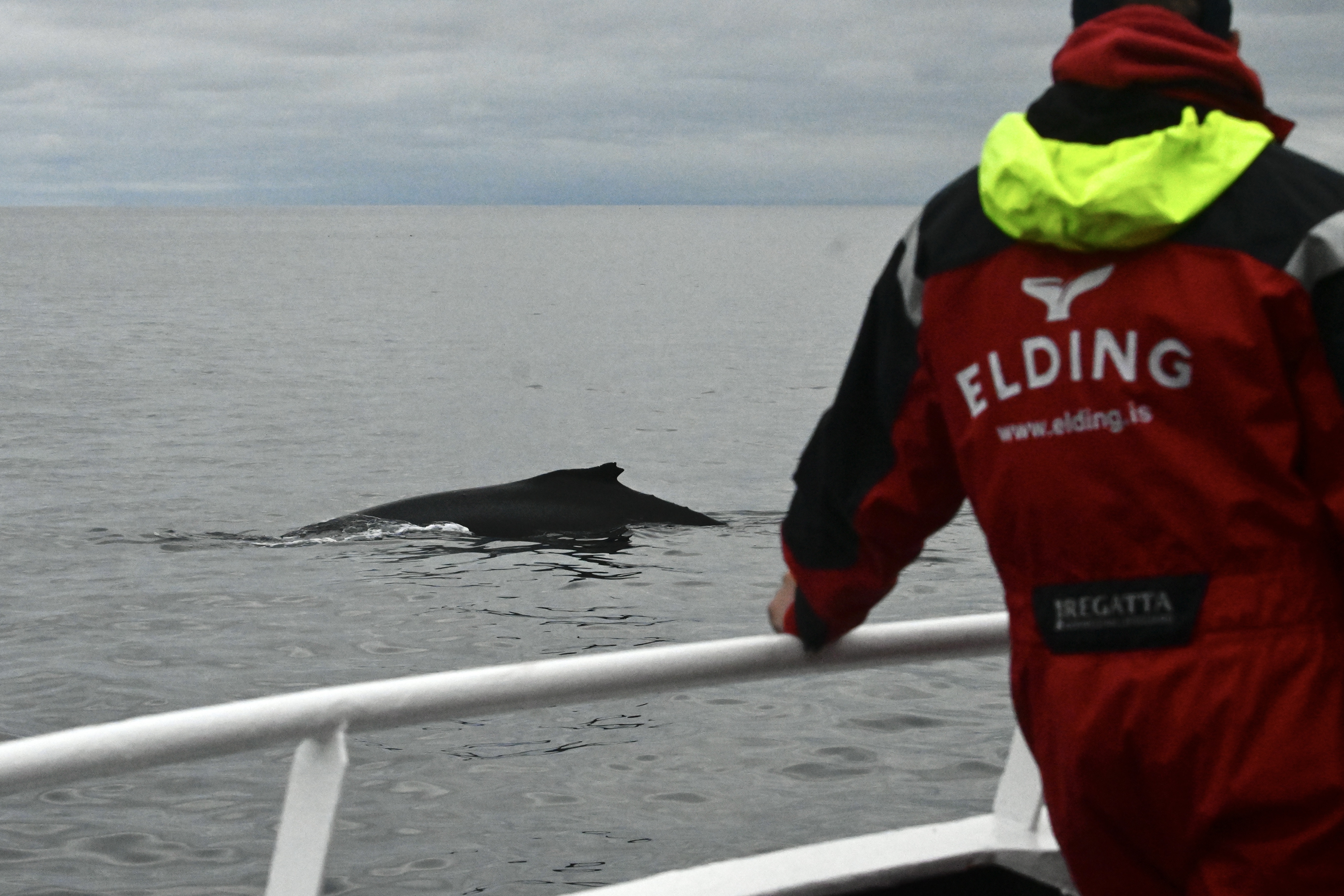 Reykjavík Whales & Diving - view 5