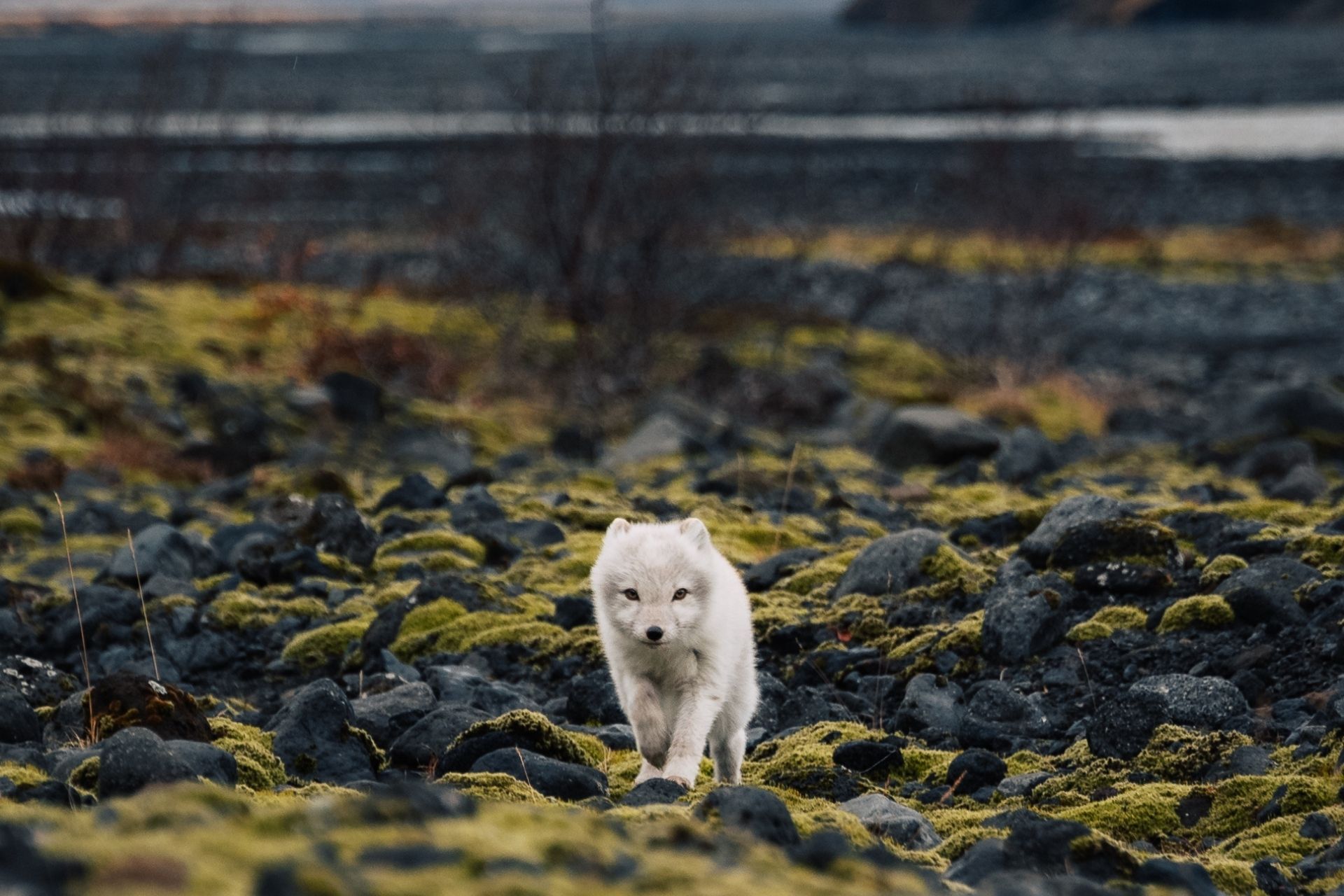 Þórsmörk Hike | Day Tour | Midgard  - view 5