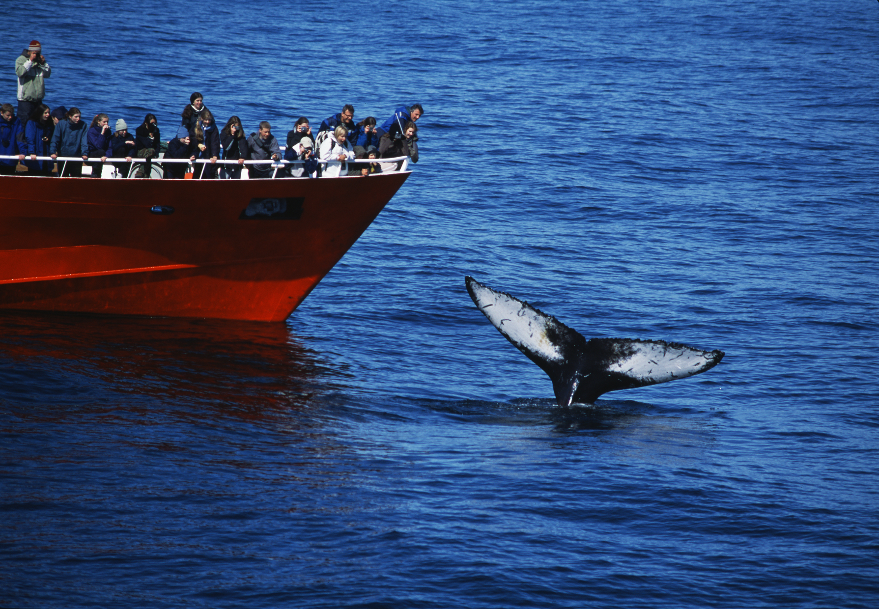 Reykjavík Whales & Snorkeling - view 4