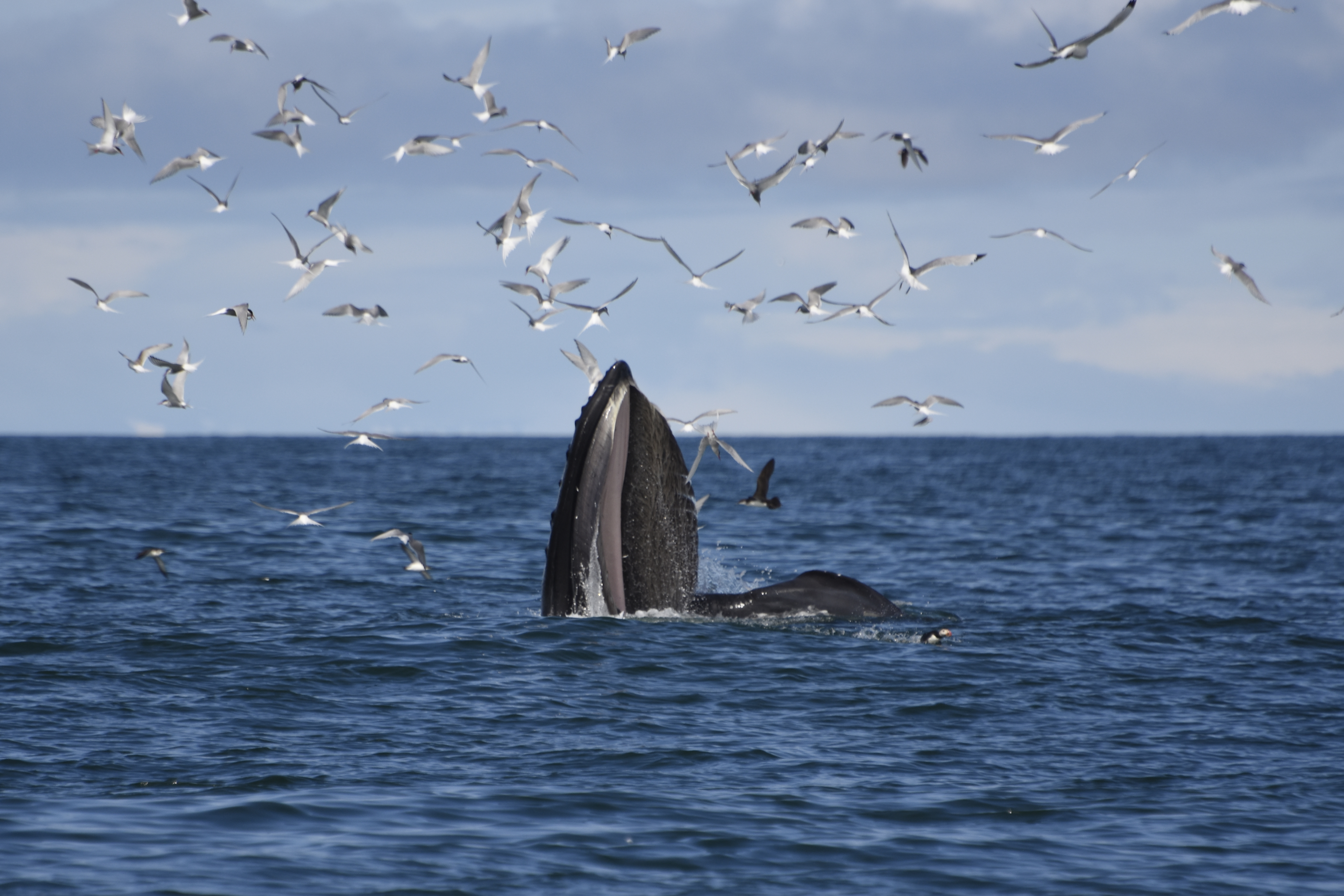 Reykjavík Whales & Snorkeling - view 3