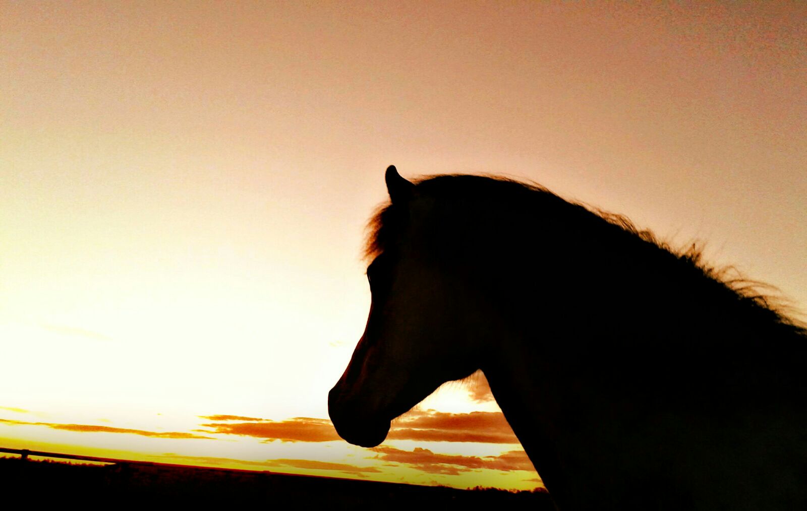 Viking Horses Sleipnir Evening Tour - view 4