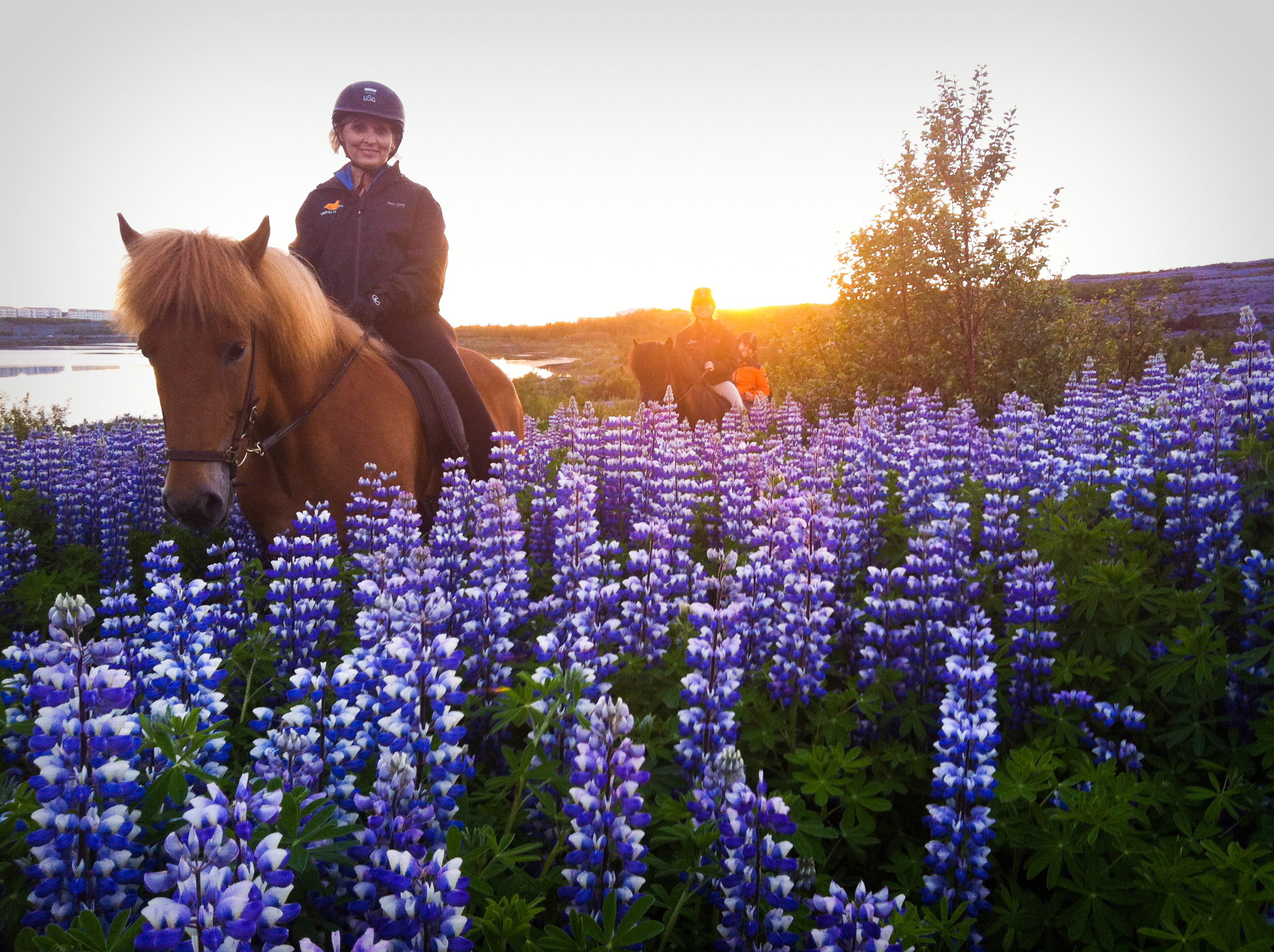Viking Horses Sleipnir Evening Tour - main view in Reykjavik