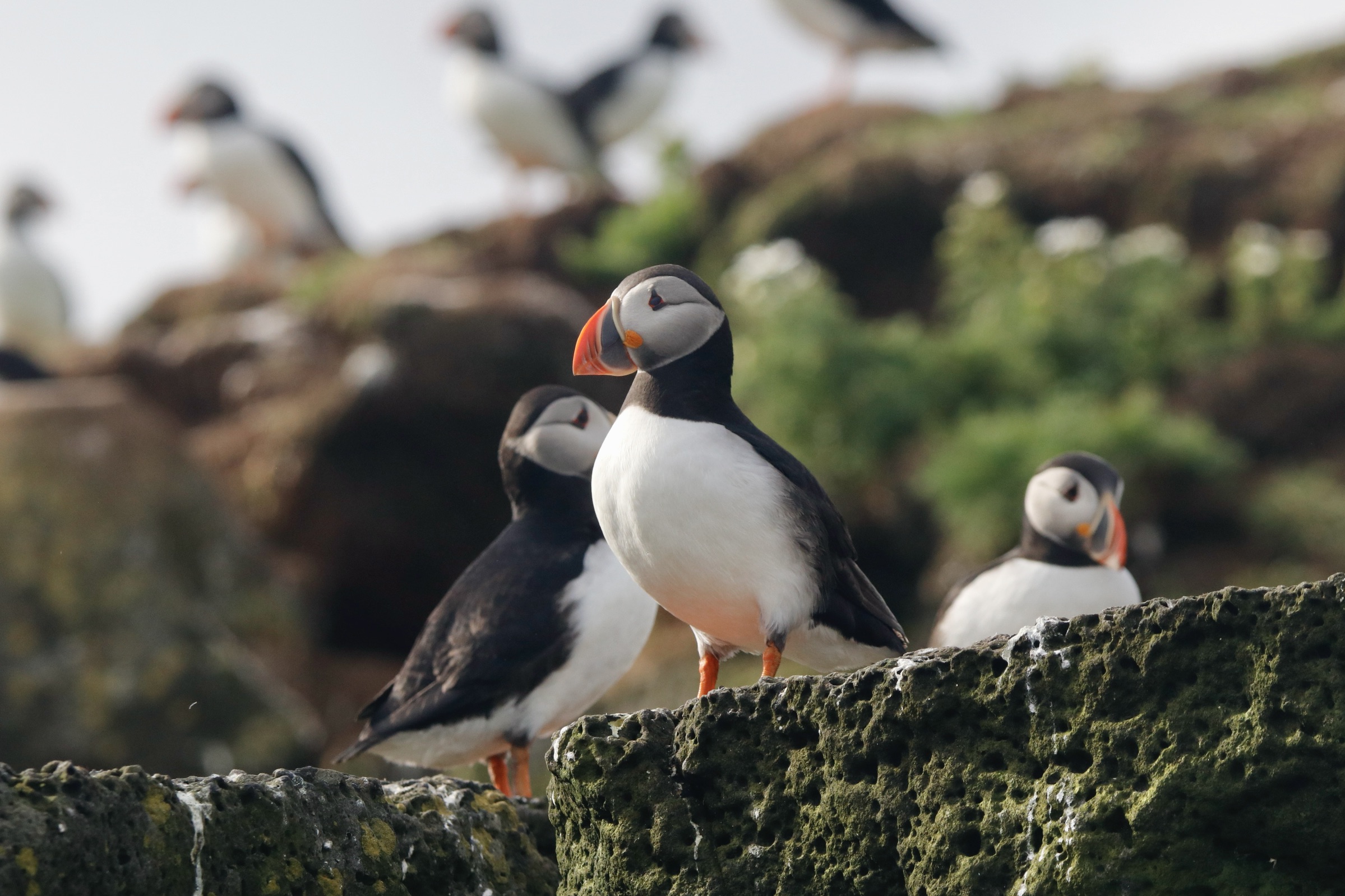 Reykjavík Classic Puffin Watching - view 2