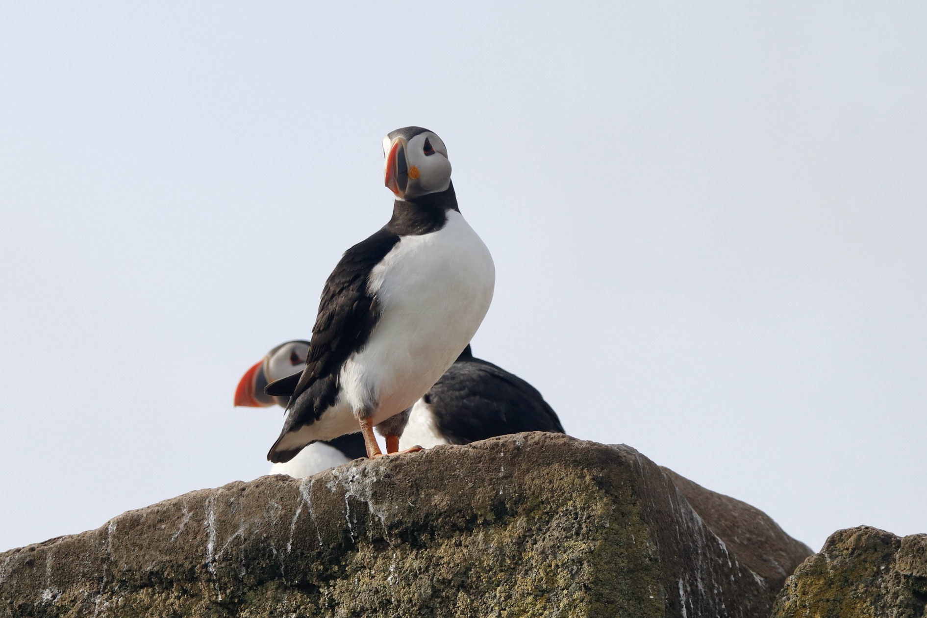 Reykjavík Classic Puffin Watching - view 5