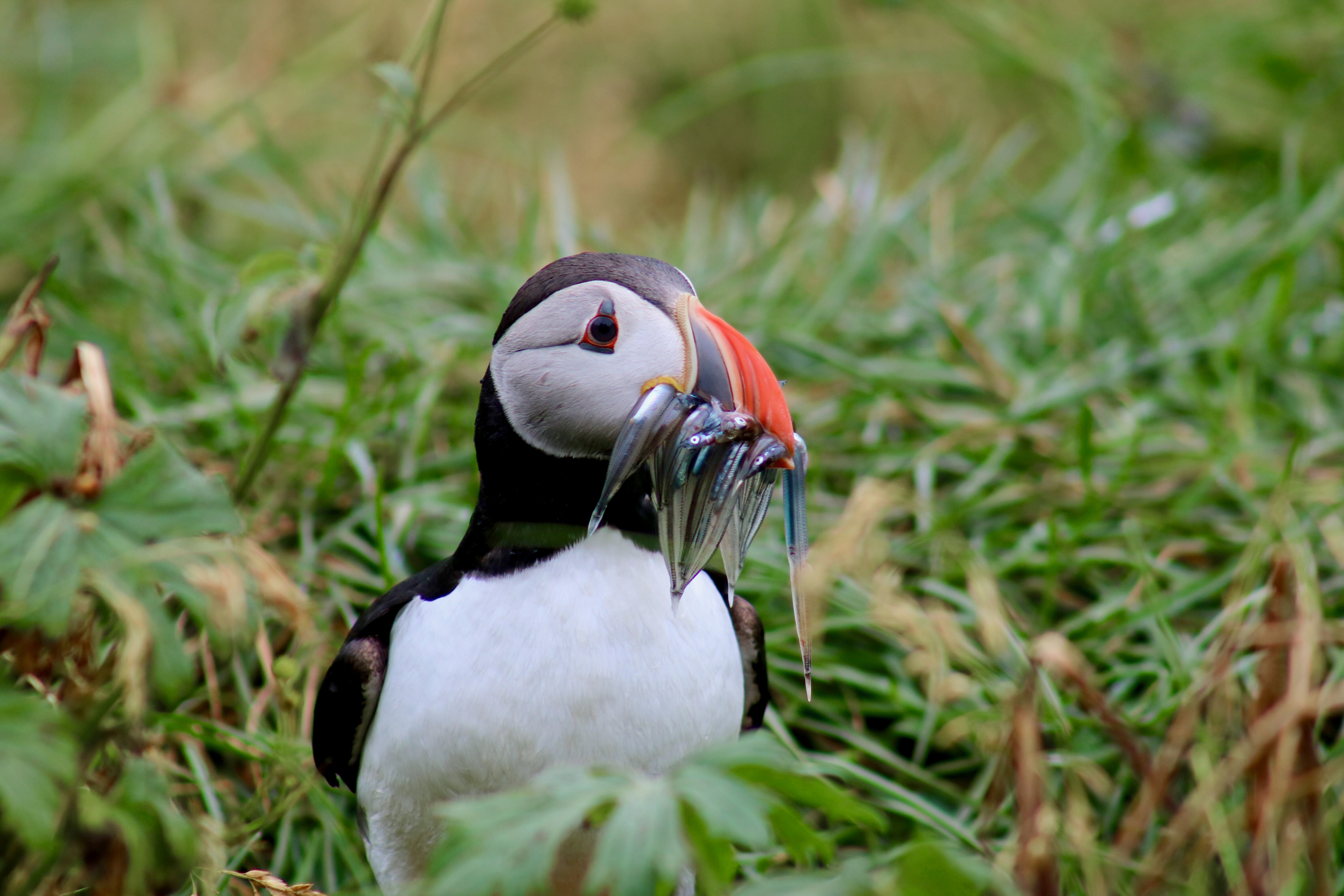 Reykjavík Classic Puffin Watching - main view in Reykjavík