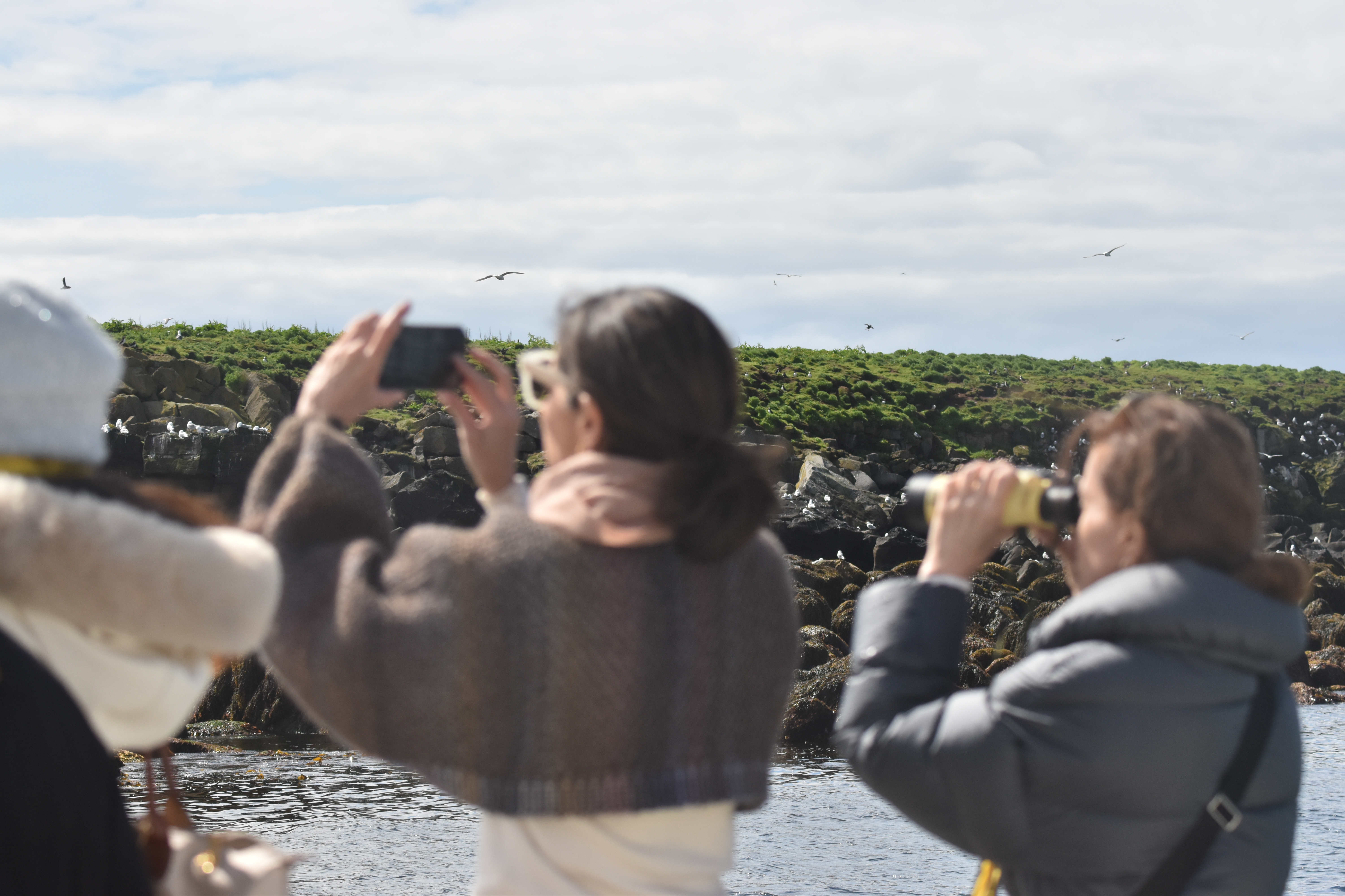 Reykjavík Classic Puffin Watching - view 4