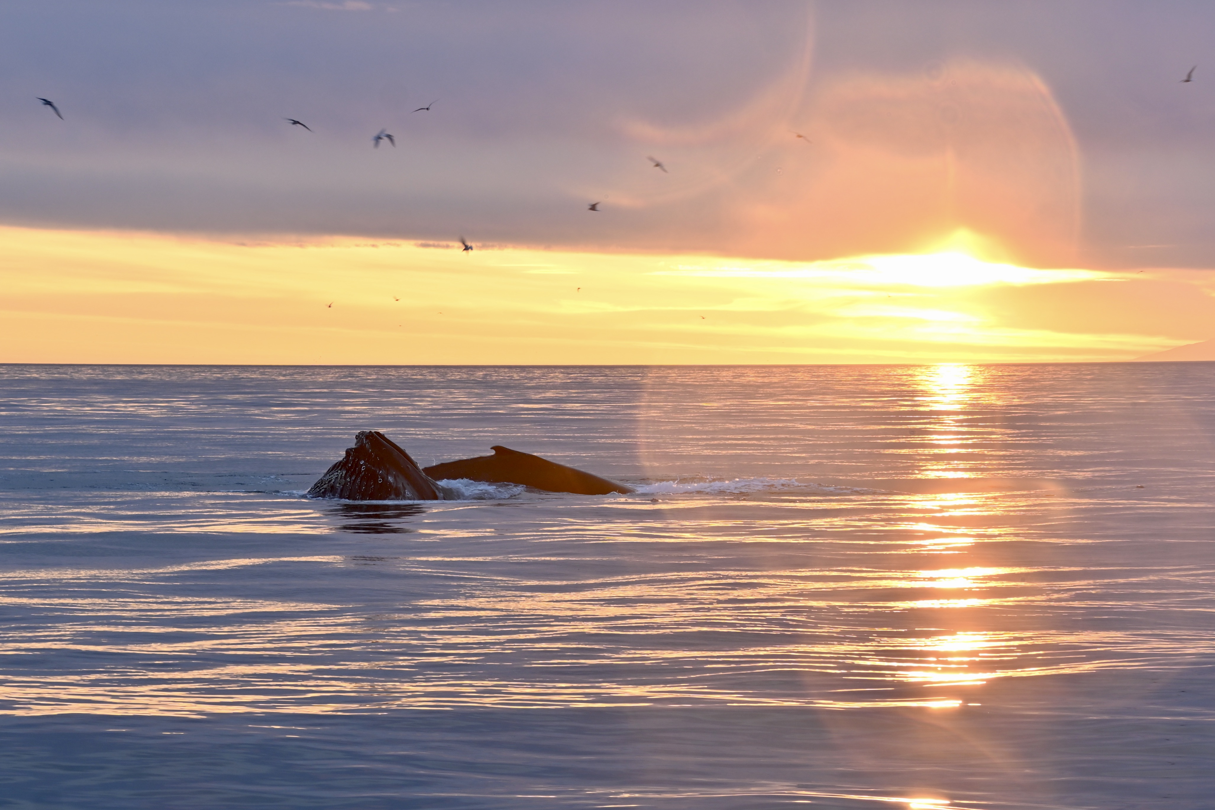 Reykjavík Classic Whales in the Midnight Sun - main view in Reykjavík
