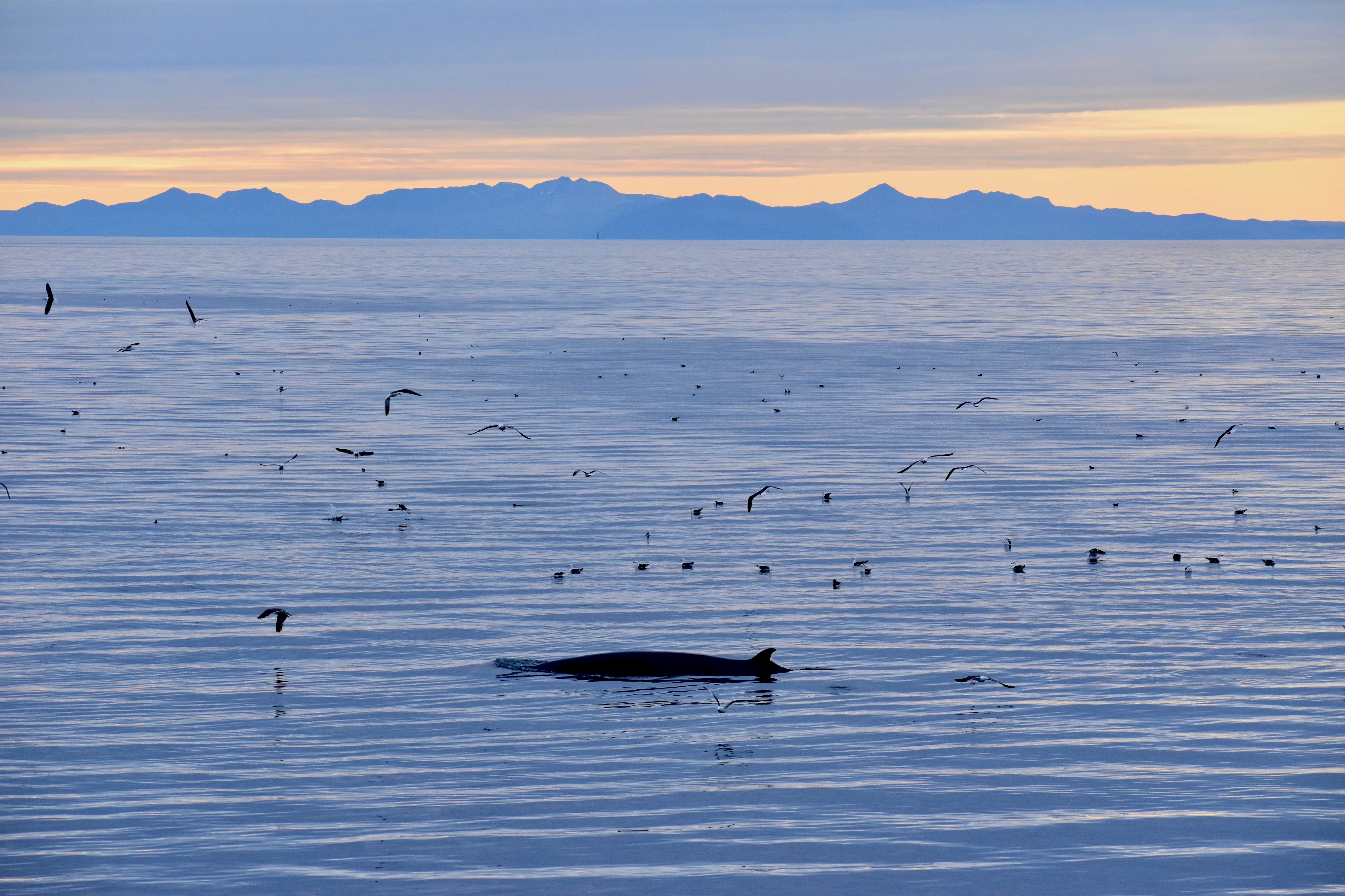 Reykjavík Classic Whales in the Midnight Sun - view 3