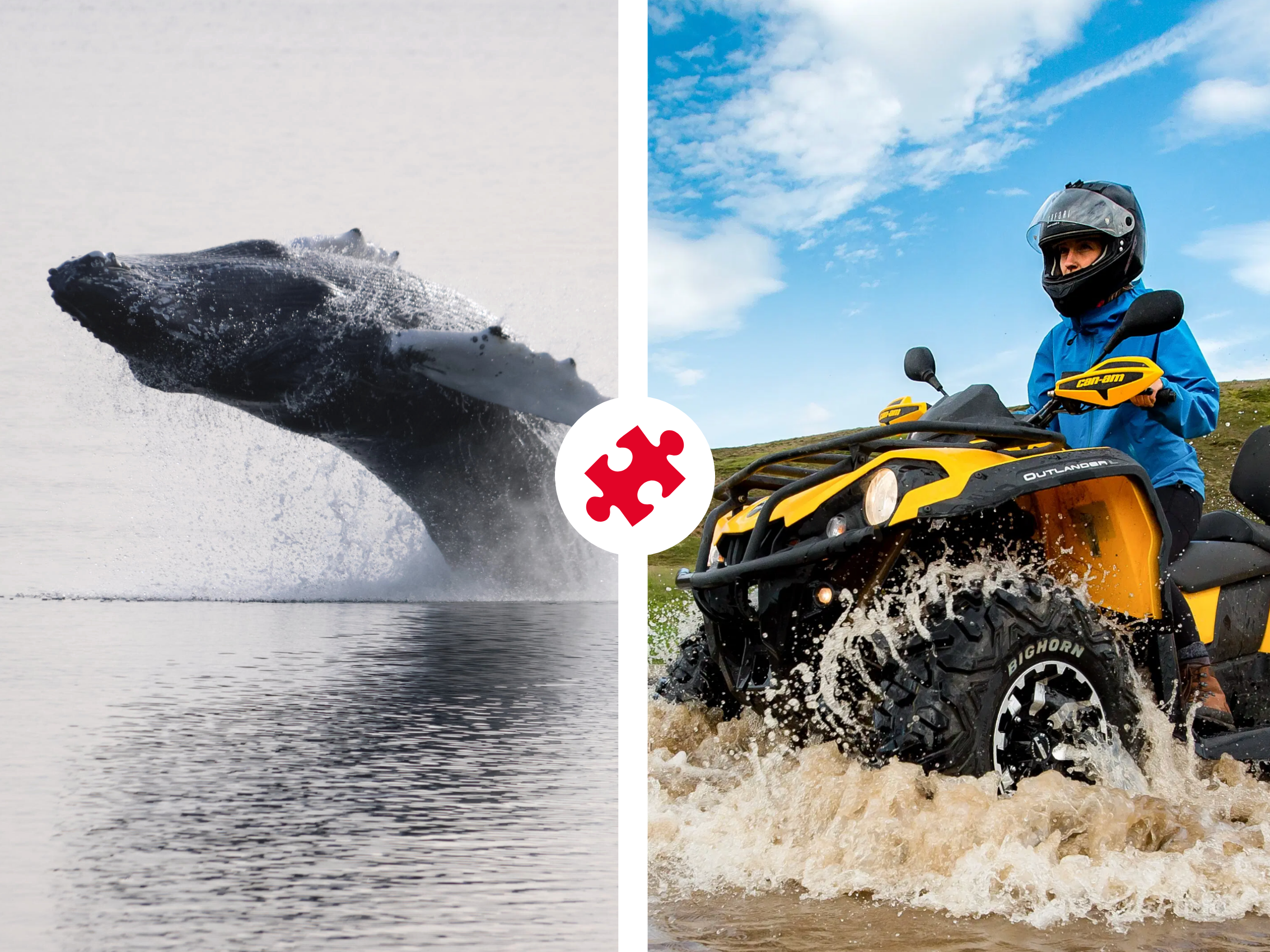 Reykjavík Whales & ATV - main view in Reykjavík