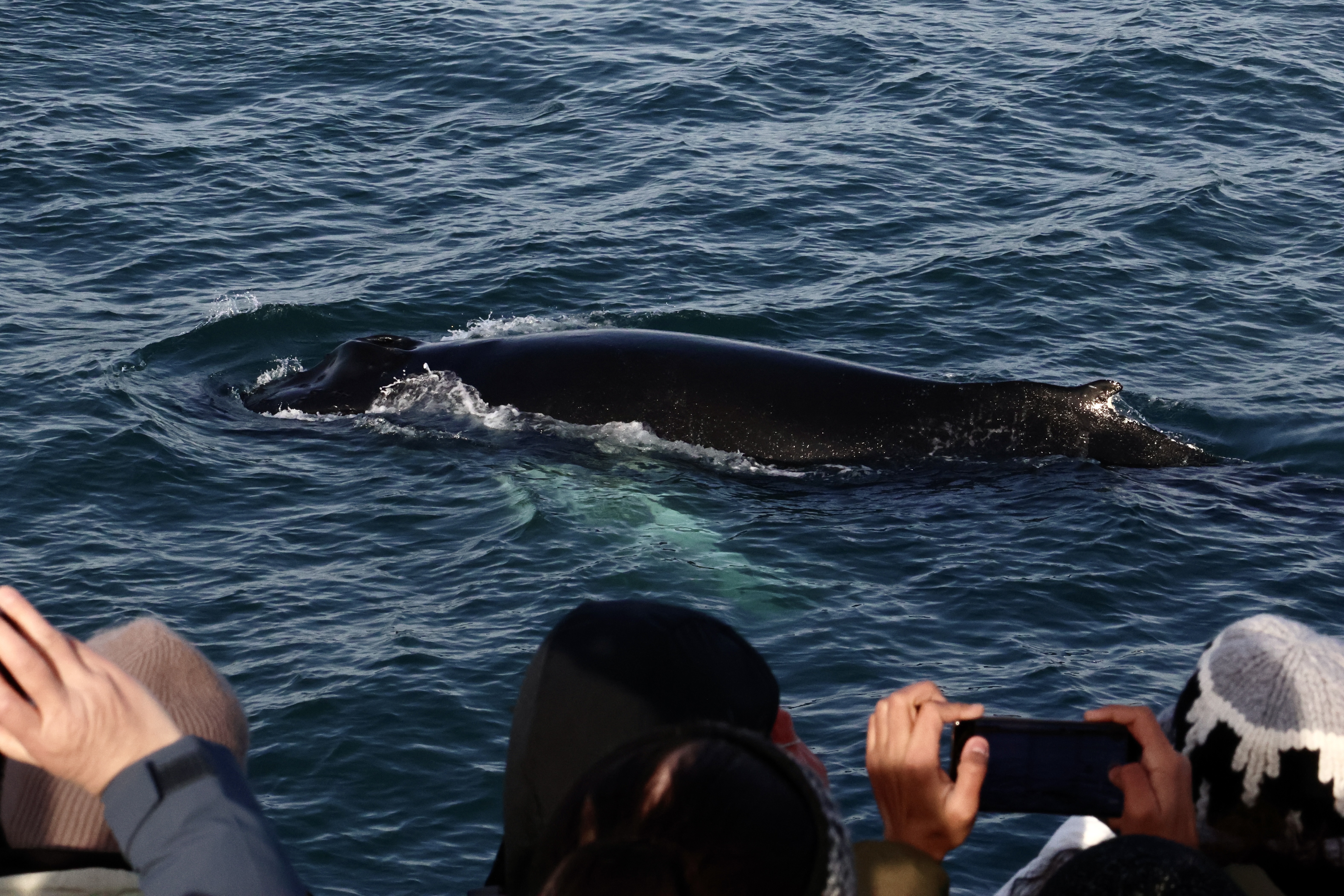 Reykjavík Whales & ATV - view 5