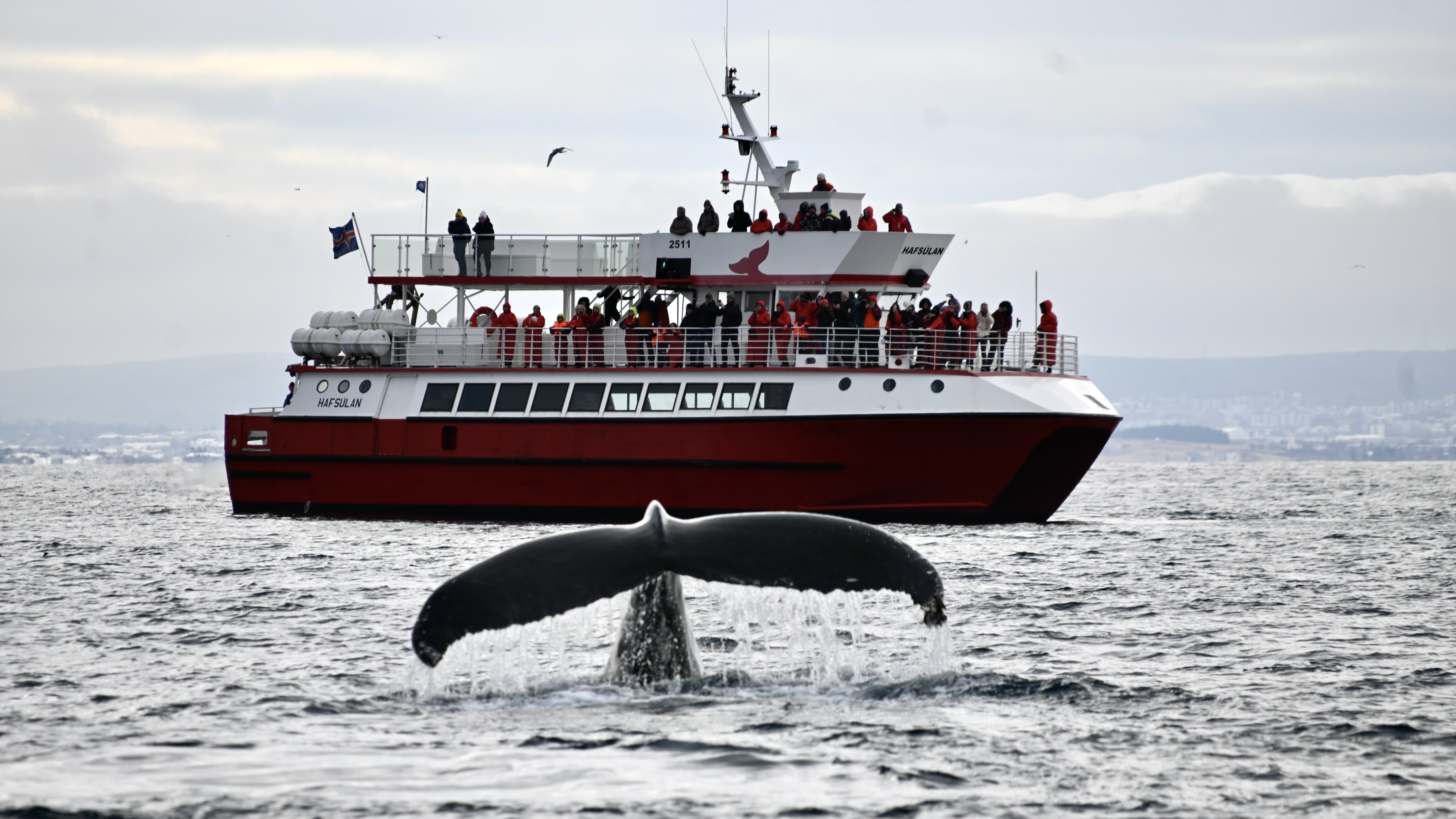 Reykjavík Classic Whale Watching  - view 2